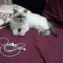 بيكي فيس بيور 