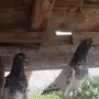 حمام باكستاني 
