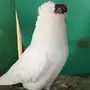 جوز هلمت توب