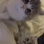 قط شيرازي للبيع