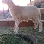 طلي سمين شحم ولحم