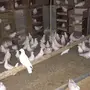 حمام فرنسي جانبو