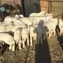 بهم تربيه عدد 30 