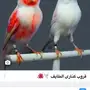 كناري