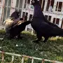 ((جوز تركي((اسود صك لماع))