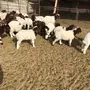 هرافي نعيم 
