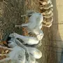 ضأن حريات صنف  القنفذة 