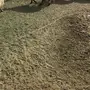 غنم نعيم. جلد