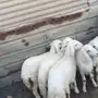 هرافا حريات العدد 5 ظهورها فل 