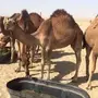 7 حشو للبيع 