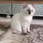 قط هملايا شوكلت للبيع على السوم