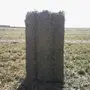 للبيع برسيم صافي حصاد صيفي