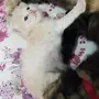 قط شيرازي صغنن