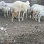 فحل حري صنف احرش 