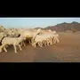 رخال متابيع صنف الصنف