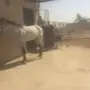 حصان للبيع