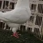 ((جوز كنق((امريكي))