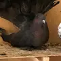 جوز رقاص امريكي 