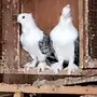 6اجواز حمام حب الرومان صافي 