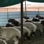 طليان نعيم طيبه 