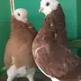 شورت فيس بولهد