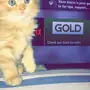 قطه شيرازيه ممتازه للبيع معا اولادها
