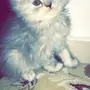 قطه شيرازي بالمدينة