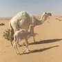 نياق خلفات وضح