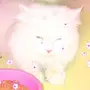 قط شيرازي مع جواز سفر أليف جدا 