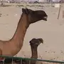 للبيع خلفه مجهم تحتهاقعود على ولد  مشعوفان