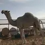 قعود اوضح باتلي للبيع