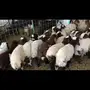 بهم نعيم