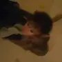 قرد انثى صغيره للبيع بجده ب 800