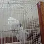 كوكاتو امبريلا 