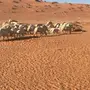 للبيع غنم حريه كفو