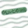 توصيل مدارس وجامعات ومشاوير 