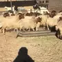 27 نعيمية تحتها 27 منوة القناي
