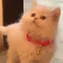 قطة شيرازي جميلة للبيع 