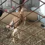 دجاجه مكس شامو مع بلجيكي 
