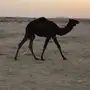للبيع بكار قصب. الجمش _ الدوادمي 