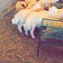طليان راهية ومقفله شحم 
