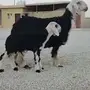 رخل نجديه متبع بطلي صنف للبيع