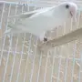 للبيع روز البينو 