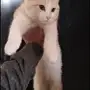 للبيع قطتين