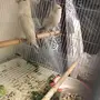 روز مع فراخته لونه جميل