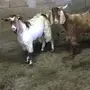 تيوس للبيع
