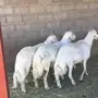 فحول ضان مشروطه