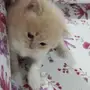قط شيرازي صغير