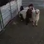 طليان و رخال للبيع 
