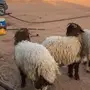 خرفان جذعان نعيم 